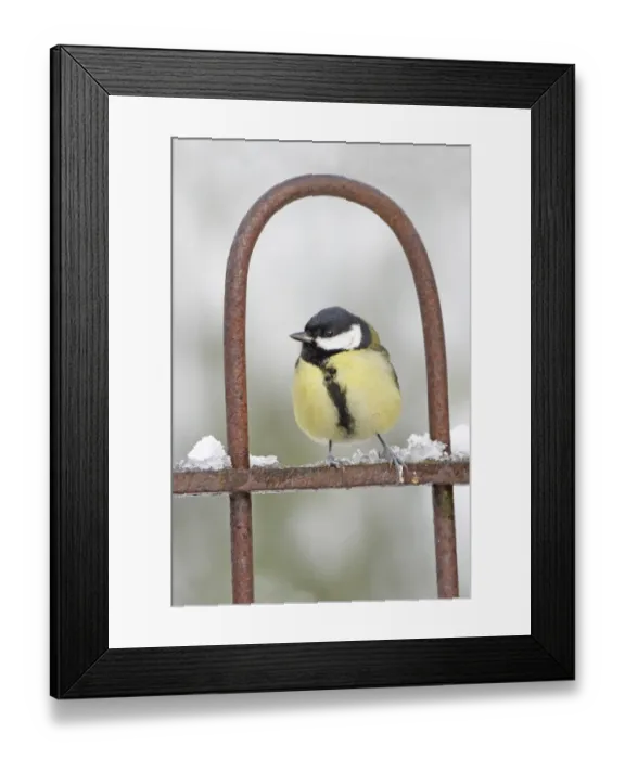 Framed Print : Great Tit (Parus major) adult, perched on garden gate in snow, Scotland, winter Framed Print : Great Tit (Parus major) adult, perched on garden gate in snow, Scotland, winter