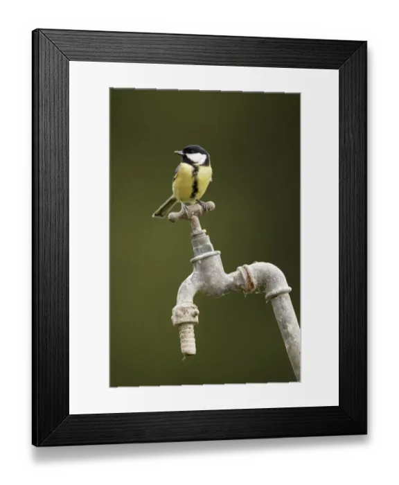 Framed Print : Great Tit (Parus major) adult, perched on garden tap, Shropshire, England Framed Print : Great Tit (Parus major) adult, perched on garden tap, Shropshire, England