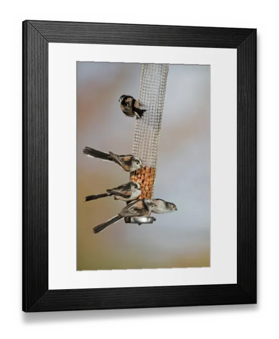 Framed Print : Long-tailed Tit (Aegithalos caudatus) five adults, feeding on peanuts in hanging feeder, Suffolk, England, february Framed Print : Long-tailed Tit (Aegithalos caudatus) five adults, feeding on peanuts in hanging feeder, Suffolk, England, february