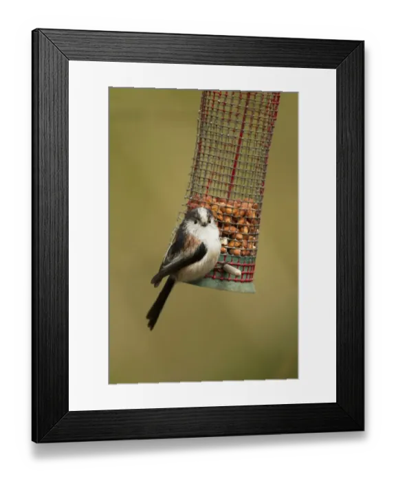 Framed Print : Long-tailed Tit (Aegithalos caudatus) adult, feeding on hanging peanut feeder, Peak District, Derbyshire, England Framed Print : Long-tailed Tit (Aegithalos caudatus) adult, feeding on hanging peanut feeder, Peak District, Derbyshire, England