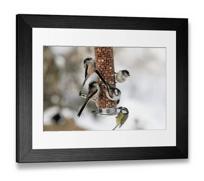 Framed Print : Long-tailed Tit (Aegithalos caudatus) and Blue Tit (Parus caeruleus) adults Framed Print : Long-tailed Tit (Aegithalos caudatus) and Blue Tit (Parus caeruleus) adults