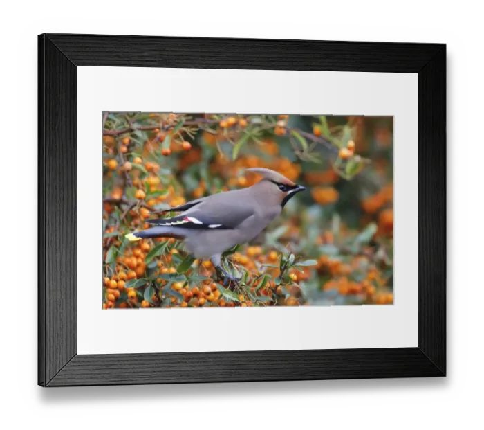 Framed Print : Bohemian Waxwing (Bombycilla garrulus) adult, perched on Firethorn (Pyracantha sp. ) with berries, Leicestershire Framed Print : Bohemian Waxwing (Bombycilla garrulus) adult, perched on Firethorn (Pyracantha sp. ) with berries, Leicestershire