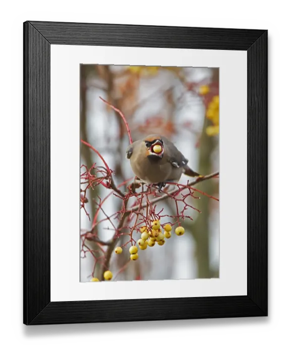 Framed Print : Bohemian Waxwing (Bombycilla garrulus) adult, feeding on cultivated rowan berry in garden, Dumfries, Scotland, november Framed Print : Bohemian Waxwing (Bombycilla garrulus) adult, feeding on cultivated rowan berry in garden, Dumfries, Scotland, november