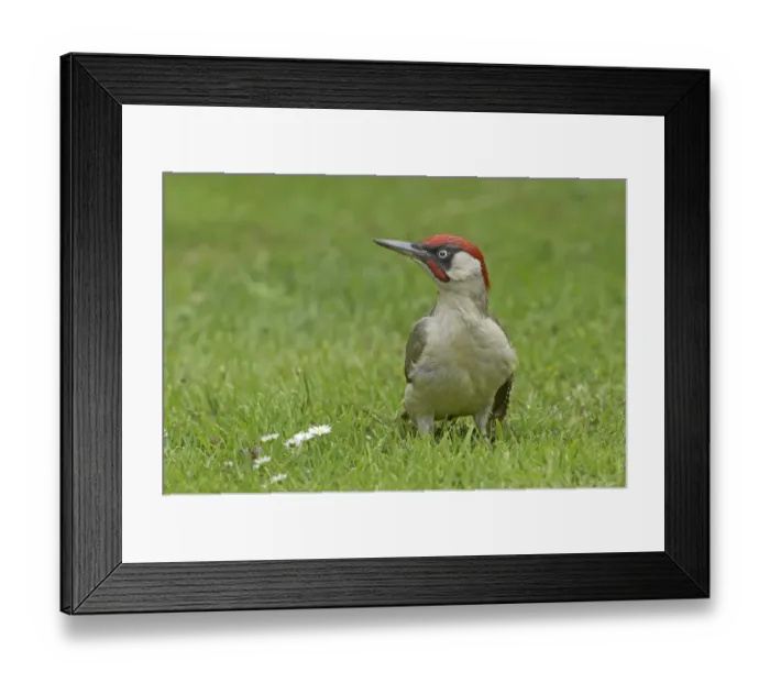 Framed Print : Green Woodpecker (Picus viridis) adult male, anting on garden lawn, with ant on neck, Warwickshire, England, summer Framed Print : Green Woodpecker (Picus viridis) adult male, anting on garden lawn, with ant on neck, Warwickshire, England, summer