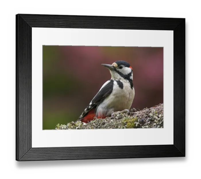 Framed Print : Greater Spotted Woodpecker (Dendrocopus major) adult male, clinging to fallen trunk in garden, Berwickshire, Scotland Framed Print : Greater Spotted Woodpecker (Dendrocopus major) adult male, clinging to fallen trunk in garden, Berwickshire, Scotland