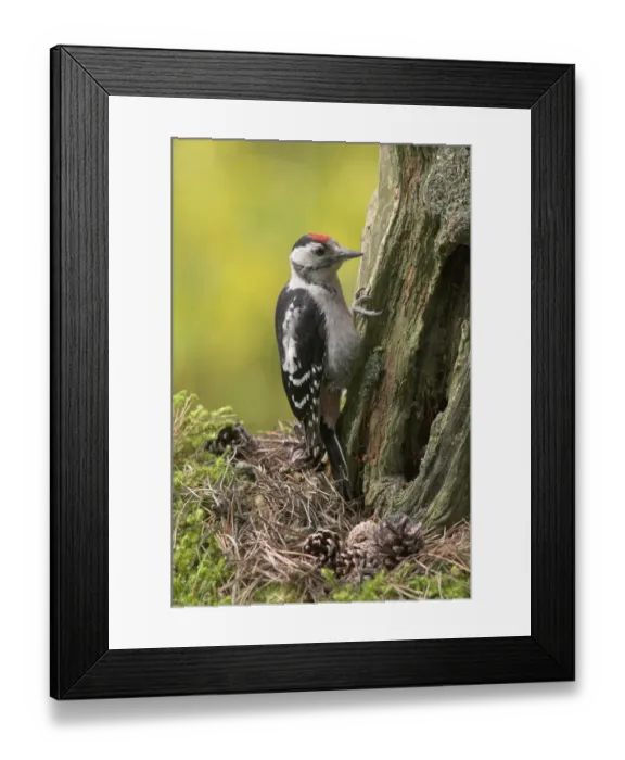 Framed Print : Greater Spotted Woodpecker (Dendrocopus major) juvenile, clinging to conifer stump in garden, Berwickshire, Scotland Framed Print : Greater Spotted Woodpecker (Dendrocopus major) juvenile, clinging to conifer stump in garden, Berwickshire, Scotland