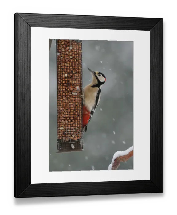 Framed Print : Greater Spotted Woodpecker (Dendrocopus major) adult male, feeding on peanut feeder in snowfall, Oxfordshire, England Framed Print : Greater Spotted Woodpecker (Dendrocopus major) adult male, feeding on peanut feeder in snowfall, Oxfordshire, England
