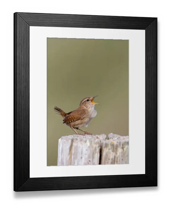 Framed Print : Winter Wren (Troglodytes troglodytes) adult male, singing, perched on post, Suffolk, England, may Framed Print : Winter Wren (Troglodytes troglodytes) adult male, singing, perched on post, Suffolk, England, may