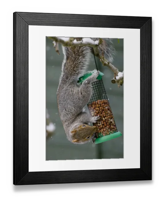 Framed Print : Eastern Grey Squirrel (Sciurus carolinensis) introduced species, adult, feeding on peanuts from garden birdfeeder Framed Print : Eastern Grey Squirrel (Sciurus carolinensis) introduced species, adult, feeding on peanuts from garden birdfeeder