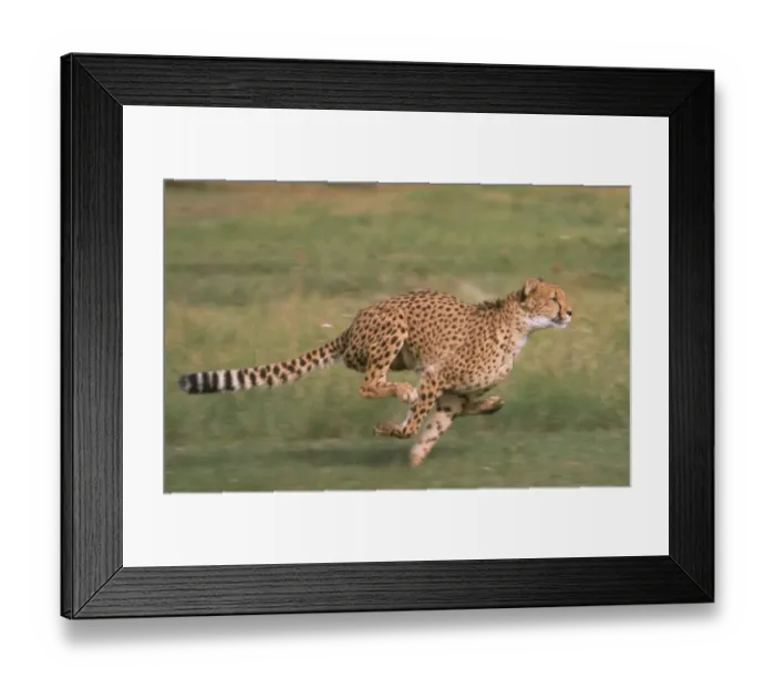 Framed Print : Cheetah (Acinonyx jubatus) Running Framed Print : Cheetah (Acinonyx jubatus) Running