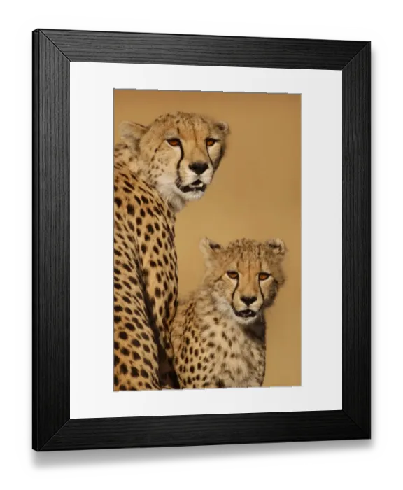 Framed Print : Cheetah (Acinonyx jubatus) Mother and cub, close-up of heads - Masai Mara, Kenya