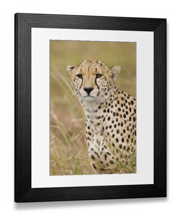 Framed Print : Cheetah (Acinonyx jubatus) adult male, close-up of head, Masai Mara, Kenya