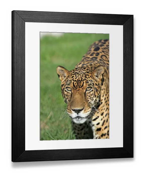 Framed Print : Jaguar (Panthera onca) adult male, close-up of head, Pantanal, Mato Grosso, Brazil Framed Print : Jaguar (Panthera onca) adult male, close-up of head, Pantanal, Mato Grosso, Brazil