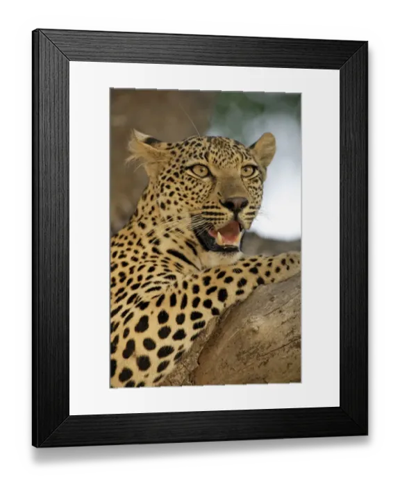 Framed Print : Leopard (Panthera pardus) Adult female in tree, Sabie Sand Game Reserve, South Africa Framed Print : Leopard (Panthera pardus) Adult female in tree, Sabie Sand Game Reserve, South Africa