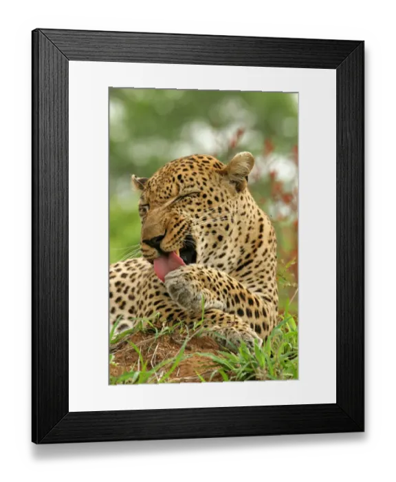 Framed Print : Leopard (Panthera pardus) adult male, close-up of head, grooming paw, Sabi Sand Game Reserve, South Africa Framed Print : Leopard (Panthera pardus) adult male, close-up of head, grooming paw, Sabi Sand Game Reserve, South Africa