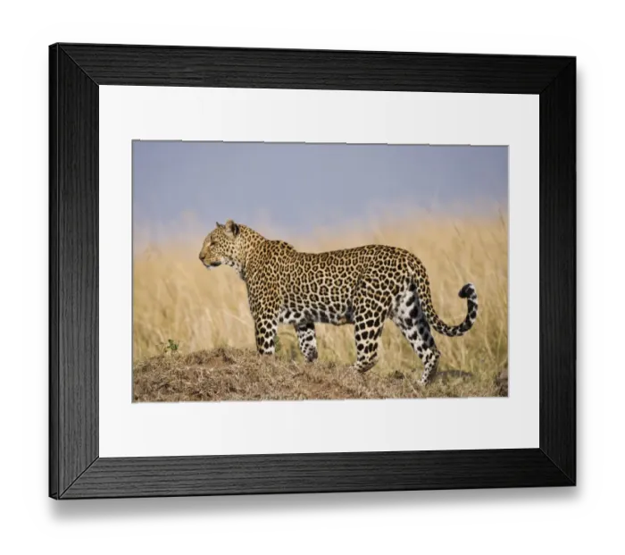 Framed Print : African Leopard (Panthera pardus pardus) adult female, standing on mound in long grass, Masai Mara, Kenya Framed Print : African Leopard (Panthera pardus pardus) adult female, standing on mound in long grass, Masai Mara, Kenya