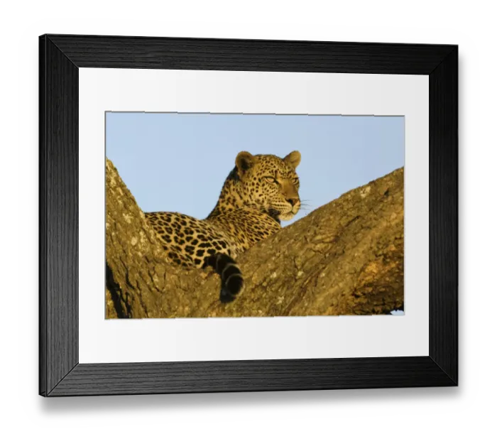 Framed Print : African Leopard (Panthera pardus pardus) adult, resting in tree, Serengeti N. P. Tanzania Framed Print : African Leopard (Panthera pardus pardus) adult, resting in tree, Serengeti N. P. Tanzania