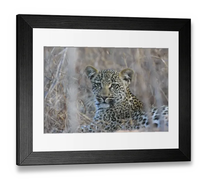 Framed Print : African Leopard (Panthera pardus pardus) cub, laying amongst dry grass, South Africa Framed Print : African Leopard (Panthera pardus pardus) cub, laying amongst dry grass, South Africa