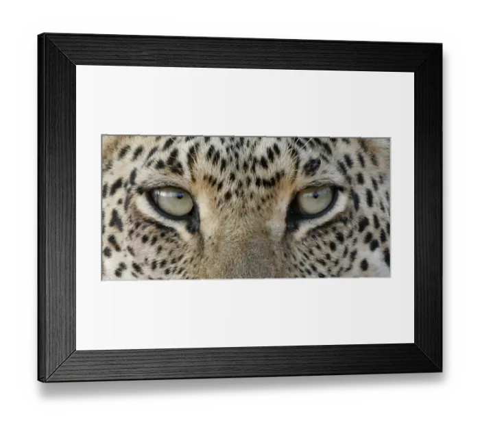 Framed Print : African Leopard (Panthera pardus pardus) adult, close-up of eyes, South Africa Framed Print : African Leopard (Panthera pardus pardus) adult, close-up of eyes, South Africa