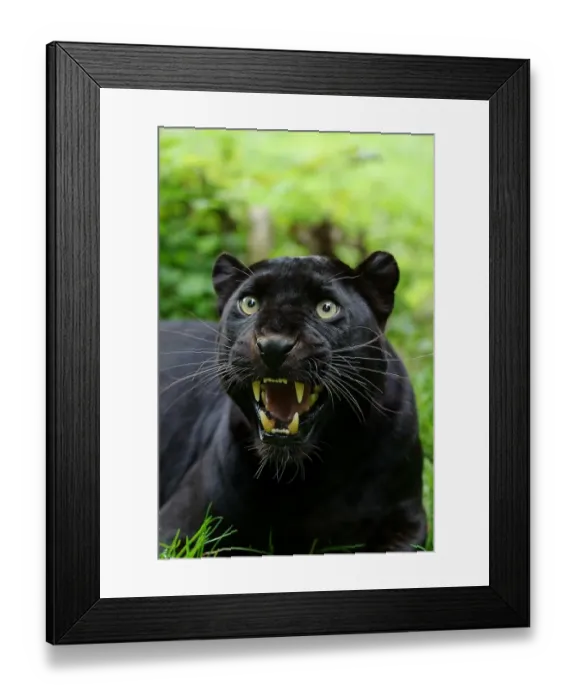 Framed Print : Leopard (Panthera pardus) Black Panther melanistic form, adult, snarling, close-up of head, captive Framed Print : Leopard (Panthera pardus) Black Panther melanistic form, adult, snarling, close-up of head, captive