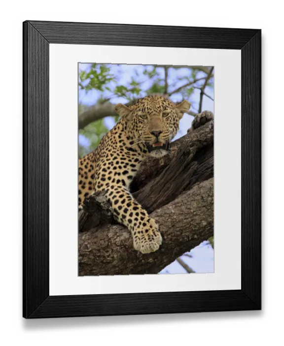Framed Print : African Leopard (Panthera pardus pardus) adult, resting in tree, Sabi Sabi Game Reserve, Kruger N. P. South Africa Framed Print : African Leopard (Panthera pardus pardus) adult, resting in tree, Sabi Sabi Game Reserve, Kruger N. P. South Africa