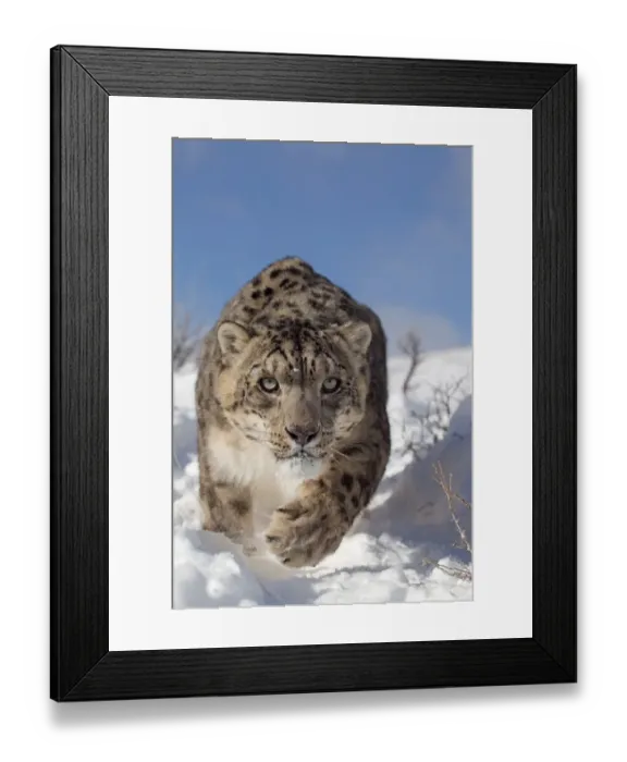Framed Print : Snow Leopard (Panthera uncia) adult, walking in snow, winter (captive)