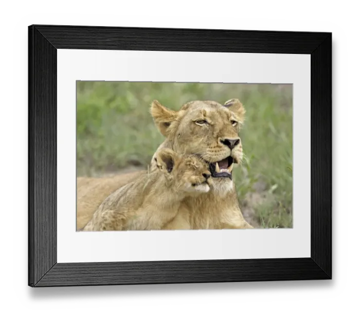 Framed Print : Lion (Panthera leo) Adult female with cub rubbing heads, social behaviour, Sabie Sand Game Reserve, South Africa Framed Print : Lion (Panthera leo) Adult female with cub rubbing heads, social behaviour, Sabie Sand Game Reserve, South Africa