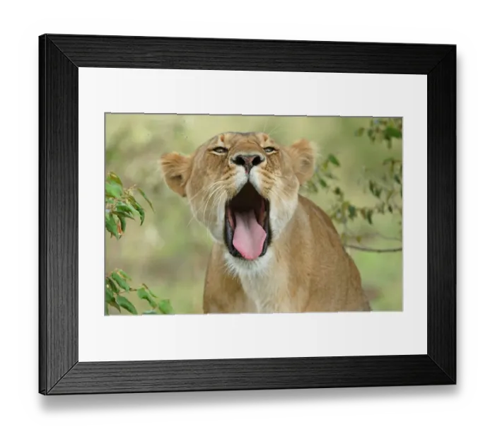 Framed Print : Lion (Panthera leo) adult female yawning, mouth wide open, Masaii Mara, Kenya Framed Print : Lion (Panthera leo) adult female yawning, mouth wide open, Masaii Mara, Kenya