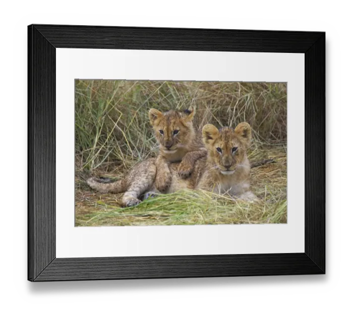 Framed Print : Lion (Panthera leo) two cubs resting, Kenya