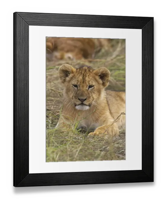 Framed Print : Lion (Panthera leo) cub resting, Kenya Framed Print : Lion (Panthera leo) cub resting, Kenya