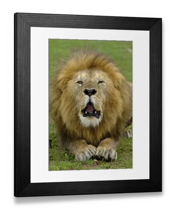Framed Print : Lion (Panthera leo) adult male, roaring, Masai Mara, Kenya Framed Print : Lion (Panthera leo) adult male, roaring, Masai Mara, Kenya
