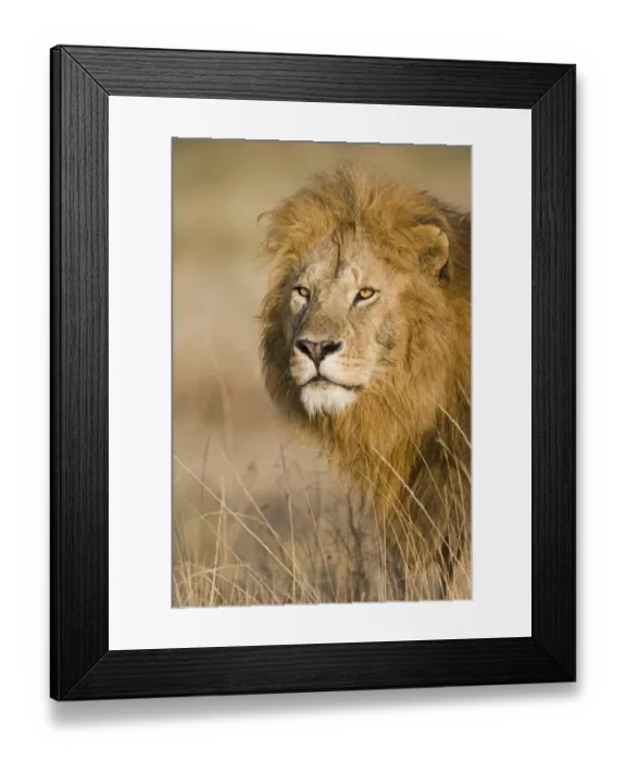 Framed Print : Massai Lion (Panthera leo nubica) adult male, close-up of head, Masai Mara, Kenya Framed Print : Massai Lion (Panthera leo nubica) adult male, close-up of head, Masai Mara, Kenya