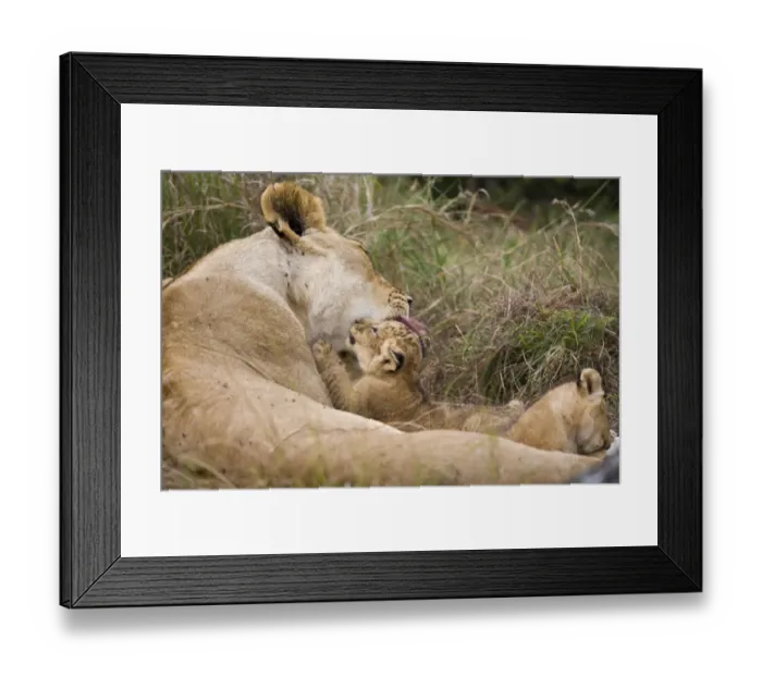 Framed Print : Massai Lion (Panthera leo nubica) adult female, grooming three week old cub, Masai Mara, Kenya Framed Print : Massai Lion (Panthera leo nubica) adult female, grooming three week old cub, Masai Mara, Kenya