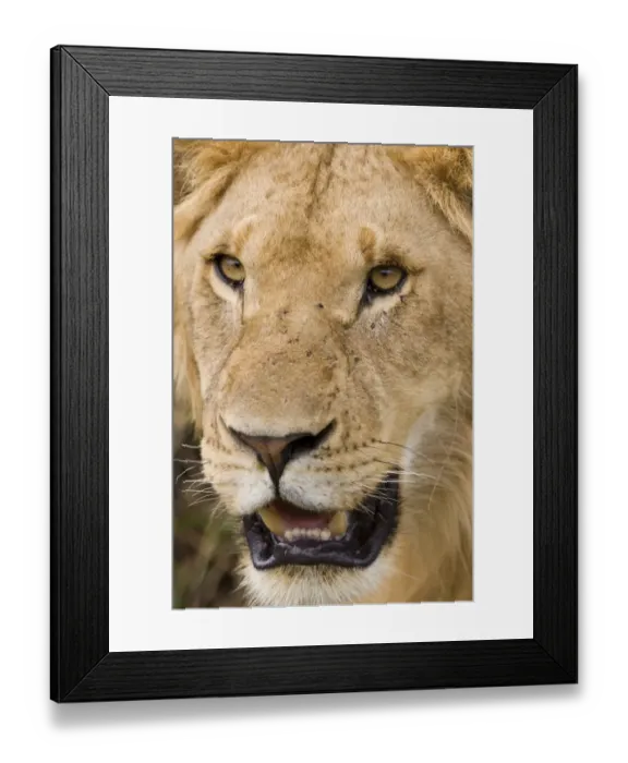 Framed Print : Massai Lion (Panthera leo nubica) immature male, close-up of head, Masai Mara, Kenya Framed Print : Massai Lion (Panthera leo nubica) immature male, close-up of head, Masai Mara, Kenya
