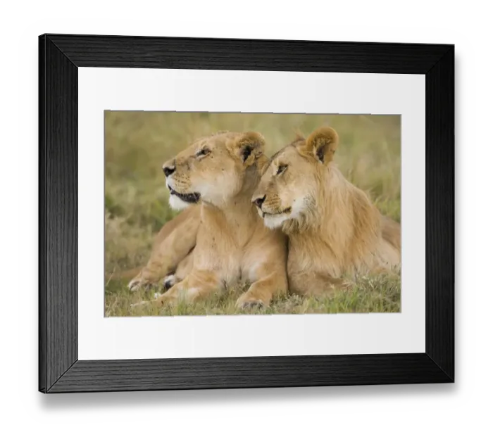 Framed Print : Massai Lion (Panthera leo nubica) adult female laying with immature male, Masai Mara, Kenya