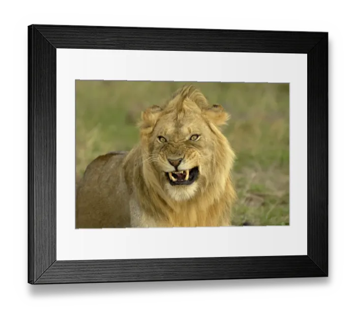 Framed Print : Lion (Panthera leo) adult male, close-up of head, snarling, Masai Mara, Kenya Framed Print : Lion (Panthera leo) adult male, close-up of head, snarling, Masai Mara, Kenya