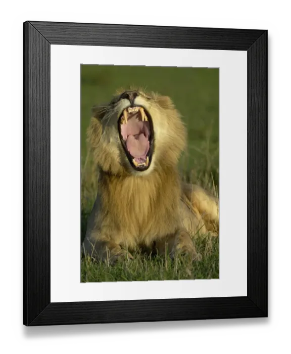 Framed Print : Lion (Panthera leo) adult male, yawning in evening, Masai Mara, Kenya Framed Print : Lion (Panthera leo) adult male, yawning in evening, Masai Mara, Kenya