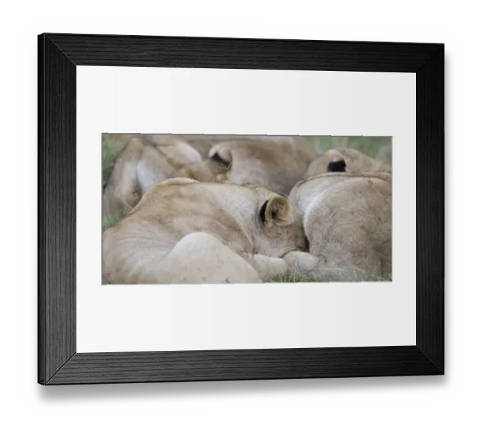 Framed Print : Massai Lion (Panthera leo nubica) adult females, pride sleeping, Masai Mara, Kenya Framed Print : Massai Lion (Panthera leo nubica) adult females, pride sleeping, Masai Mara, Kenya