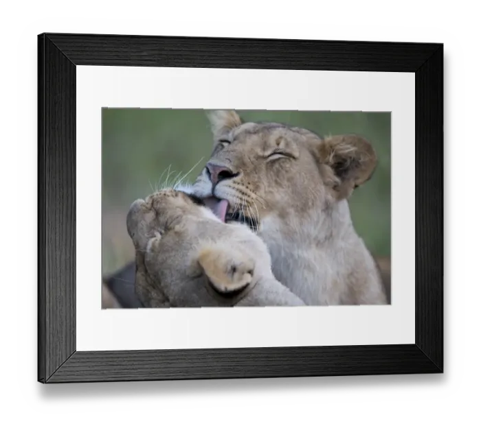 Framed Print : Massai Lion (Panthera leo nubica) two adult females, mutual grooming, close-up of heads, Masai Mara, Kenya Framed Print : Massai Lion (Panthera leo nubica) two adult females, mutual grooming, close-up of heads, Masai Mara, Kenya