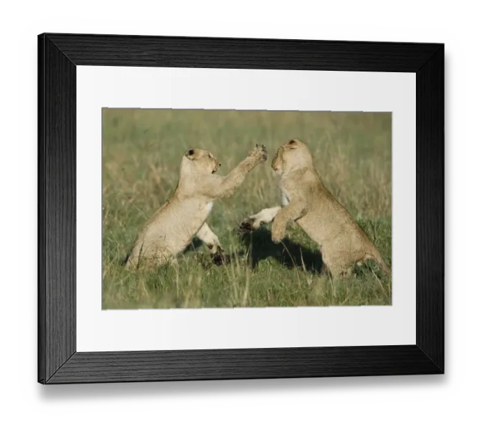 Framed Print : Massai Lion (Panthera leo nubica) two cubs, playfighting, Masai Mara, Kenya Framed Print : Massai Lion (Panthera leo nubica) two cubs, playfighting, Masai Mara, Kenya