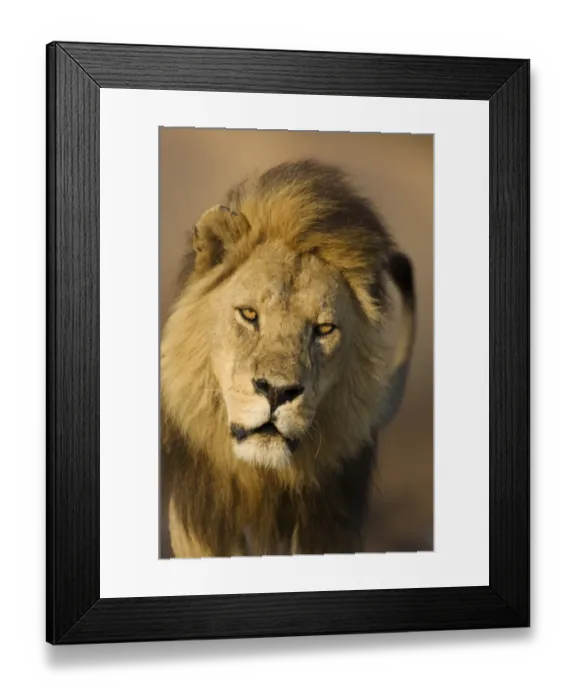 Framed Print : Lion (Panthera leo) adult male, close-up of head, Serengeti N. P. Tanzania Framed Print : Lion (Panthera leo) adult male, close-up of head, Serengeti N. P. Tanzania