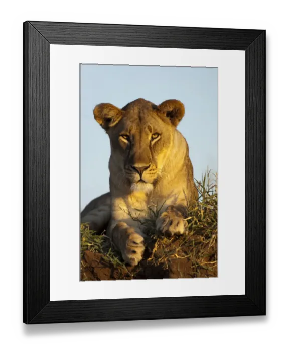 Framed Print : Lion (Panthera leo) adult female, resting, Mashatu Game Reserve, Tuli Block, Botswana Framed Print : Lion (Panthera leo) adult female, resting, Mashatu Game Reserve, Tuli Block, Botswana