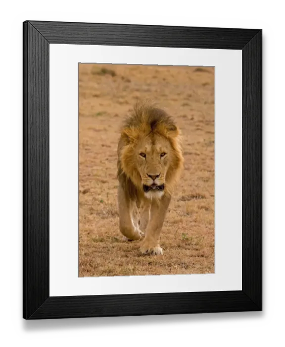 Framed Print : Lion (Panthera leo) adult male, walking, Masai Mara, Kenya Framed Print : Lion (Panthera leo) adult male, walking, Masai Mara, Kenya