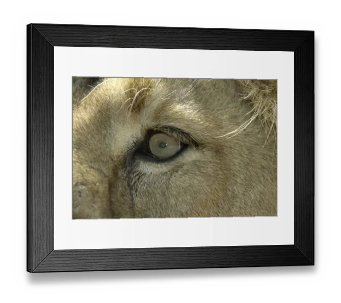 Framed Print : Indian Lion (Panthera leo persica) adult, close-up of eye, captive Framed Print : Indian Lion (Panthera leo persica) adult, close-up of eye, captive