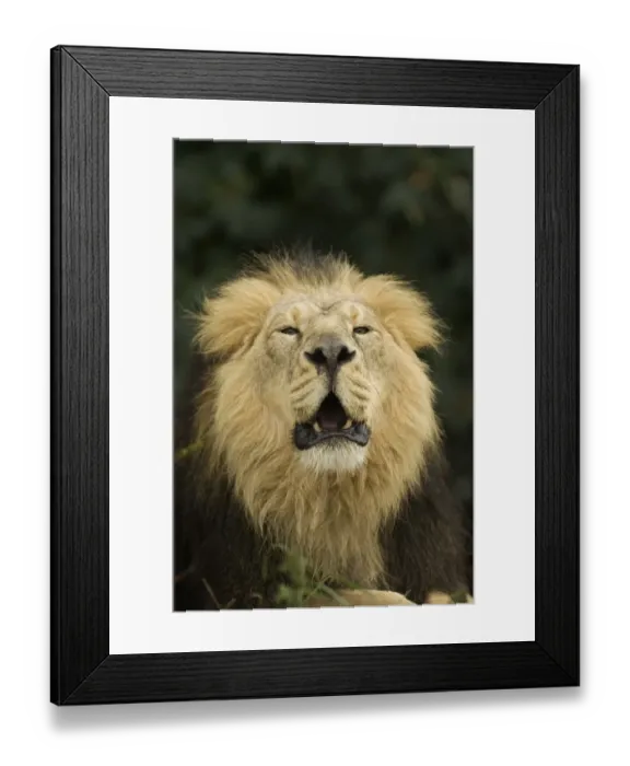 Framed Print : Indian Lion (Panthera leo persica) adult male, roaring, close-up of head, captive Framed Print : Indian Lion (Panthera leo persica) adult male, roaring, close-up of head, captive
