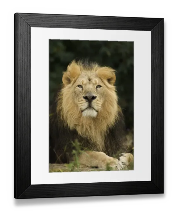 Framed Print : Indian Lion (Panthera leo persica) adult male, close-up of head, captive Framed Print : Indian Lion (Panthera leo persica) adult male, close-up of head, captive