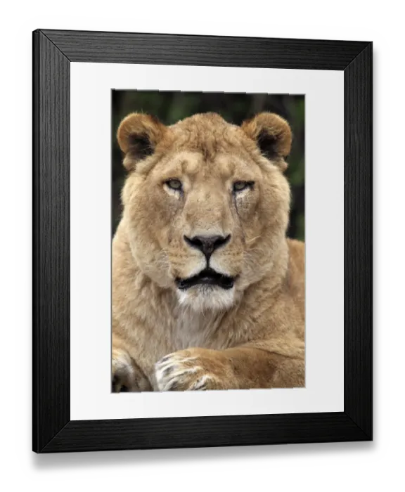 Framed Print : Indian Lion (Panthera leo persica) adult female, close-up of head, captive Framed Print : Indian Lion (Panthera leo persica) adult female, close-up of head, captive