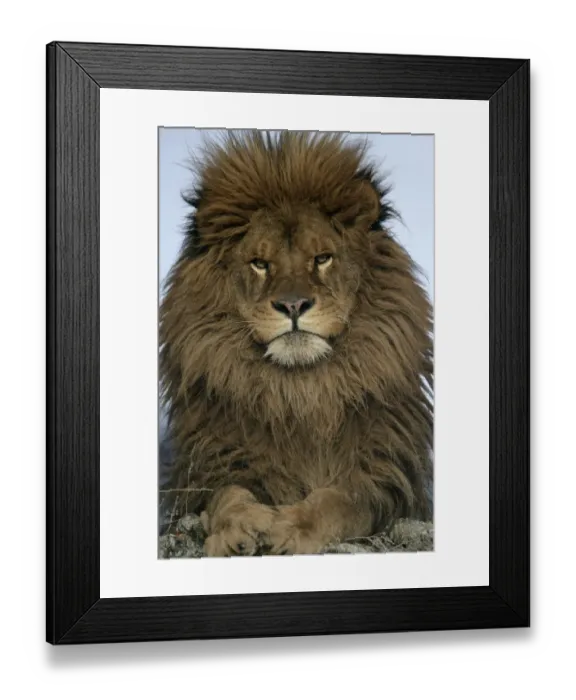 Framed Print : Barbary Lion (Panthera leo leo) adult male, close-up of head Framed Print : Barbary Lion (Panthera leo leo) adult male, close-up of head