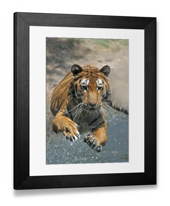 Framed Print : Indian Tiger (Panthera tigris) adult, jumping into water Framed Print : Indian Tiger (Panthera tigris) adult, jumping into water