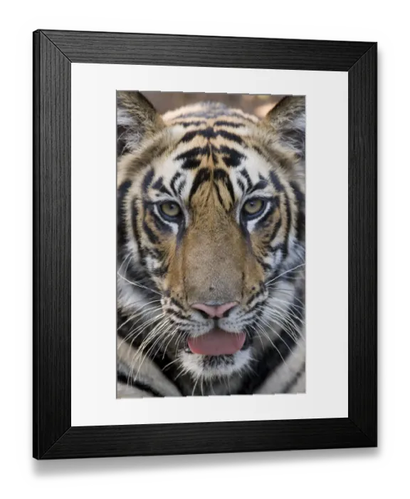 Framed Print : Indian Tiger (Panthera tigris) juvenile male, close-up of head, Bandhavgarh N. P. Madhya Pradesh, India Framed Print : Indian Tiger (Panthera tigris) juvenile male, close-up of head, Bandhavgarh N. P. Madhya Pradesh, India